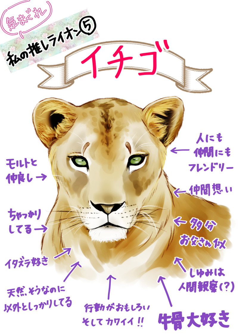 Illustration&more Box [POIPIKU] - illustrations of '#lion'